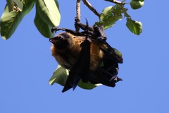 Pteropus seychellensis comorensis