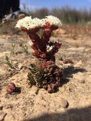 Crassula alpestris