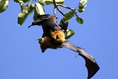 Pteropus seychellensis comorensis