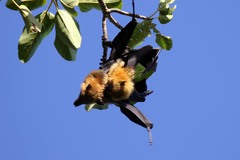 Pteropus seychellensis comorensis