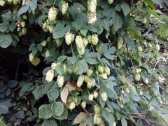 Humulus lupulus lupulus
