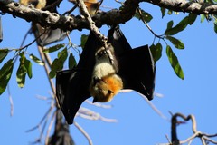 Pteropus seychellensis comorensis