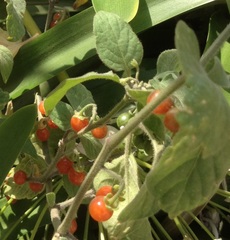 Solanum villosum
