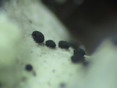 Abrothallus parmotrematis