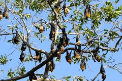 Pteropus seychellensis comorensis