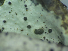 Abrothallus parmotrematis