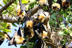 Pteropus seychellensis comorensis