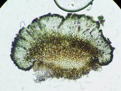 Abrothallus parmotrematis