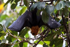 Pteropus seychellensis comorensis