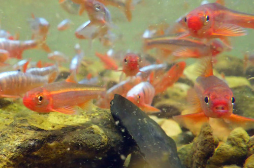 Tennessee shiner (Notropis leuciodus) — Cyprinidae — 5