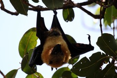 Pteropus seychellensis comorensis