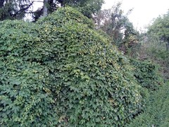Humulus lupulus lupulus