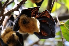 Pteropus seychellensis comorensis