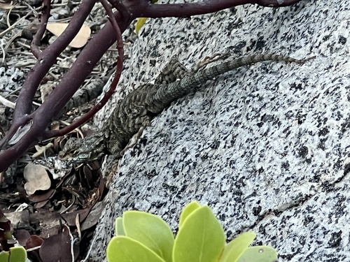 iNaturalist observation photo of Western Fence Lizard