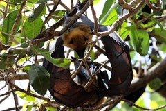 Pteropus seychellensis comorensis
