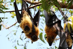 Pteropus seychellensis comorensis