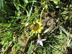 Cheilosia canicularis