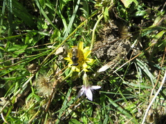 Cheilosia canicularis