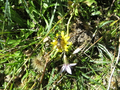 Cheilosia canicularis