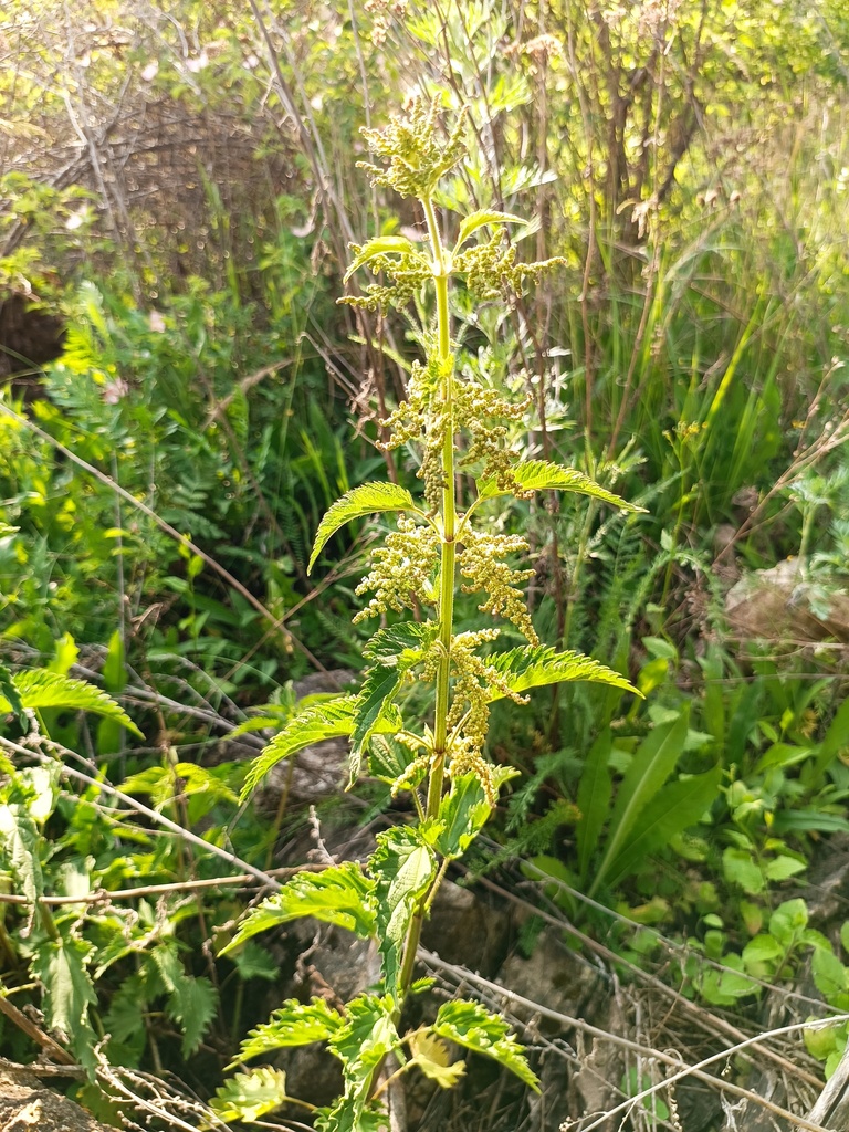 Urtica dioica