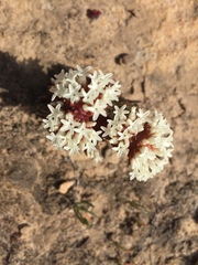 Crassula alpestris
