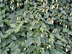 Humulus lupulus lupulus