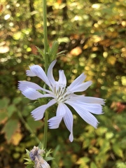 Cichorium intybus