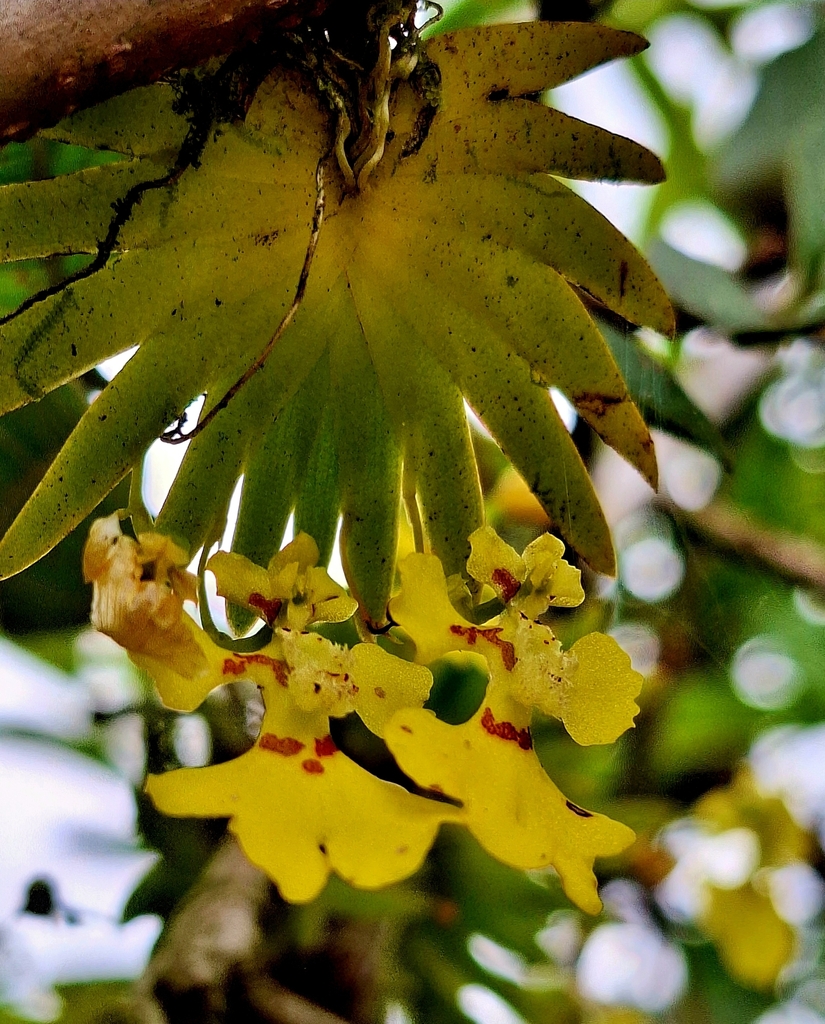 Erycina zamorensis