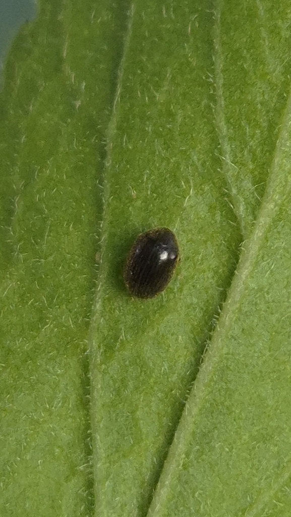 Dorcatoma setosella
