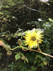 Sonchus arvensis uliginosus