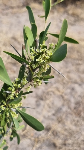 confetti spikethorn