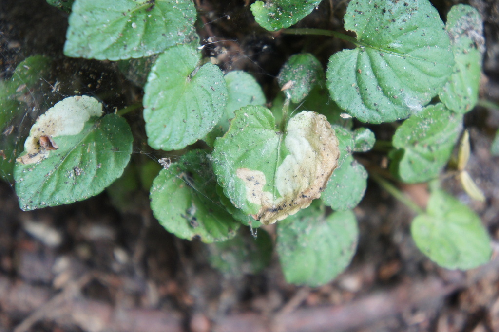 Liriomyza violiphaga