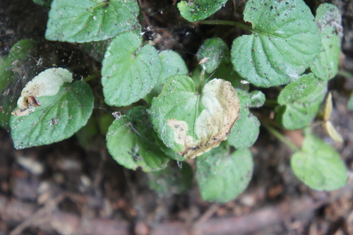 Liriomyza violiphaga