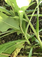 Sonchus arvensis uliginosus