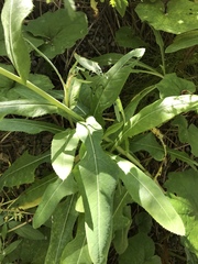 Sonchus arvensis uliginosus