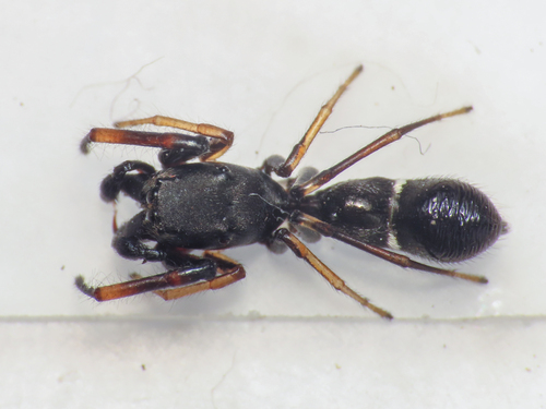 Leptorchestes mutilloides