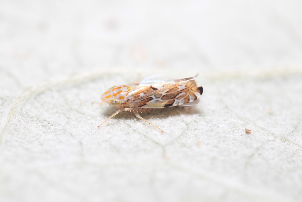 Metalimnus obtusus