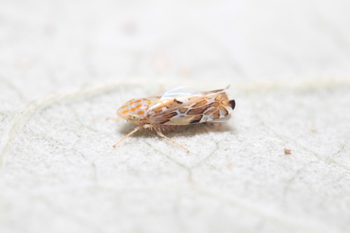 Metalimnus obtusus