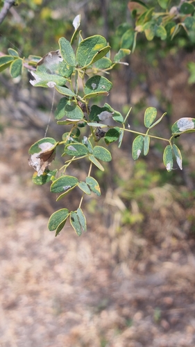 knobthorn