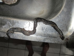 Pareas margaritophorus