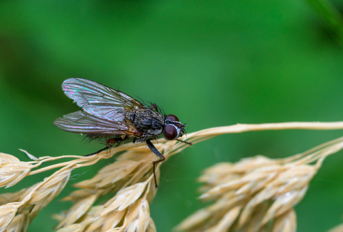 Unknown species found near Ravalli County, MT, USA