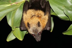 Pteropus seychellensis comorensis