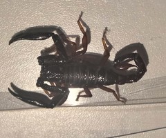 Chactas vanbenedenii