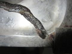 Pareas margaritophorus