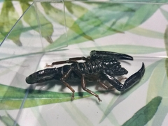 Chactas vanbenedenii