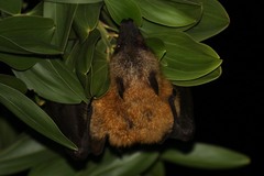 Pteropus seychellensis comorensis