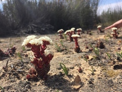 Crassula alpestris