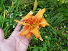 Hemerocallis fulva kwanso