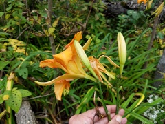 Hemerocallis fulva kwanso