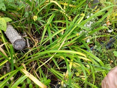 Hemerocallis fulva kwanso